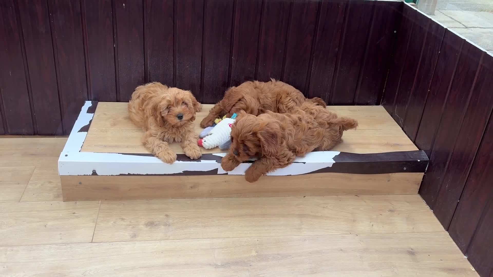 Cavapoo dogs for sale: Stunning F1 Cavapoo pups, out of DNA tested parent - Video 1