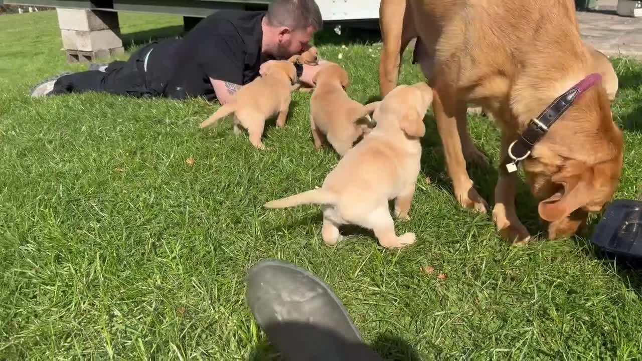 Labrador Retriever dogs for sale: Working Pet Bred; Highly Regarded Labrador Lineage in Alnwick - Video 4