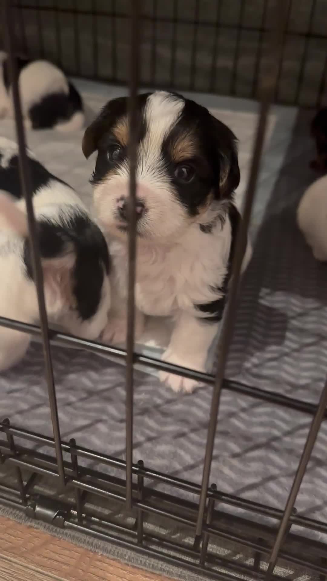 Yorkshire Terrier dogs for sale: Yorkies puppies for sale - Video 1