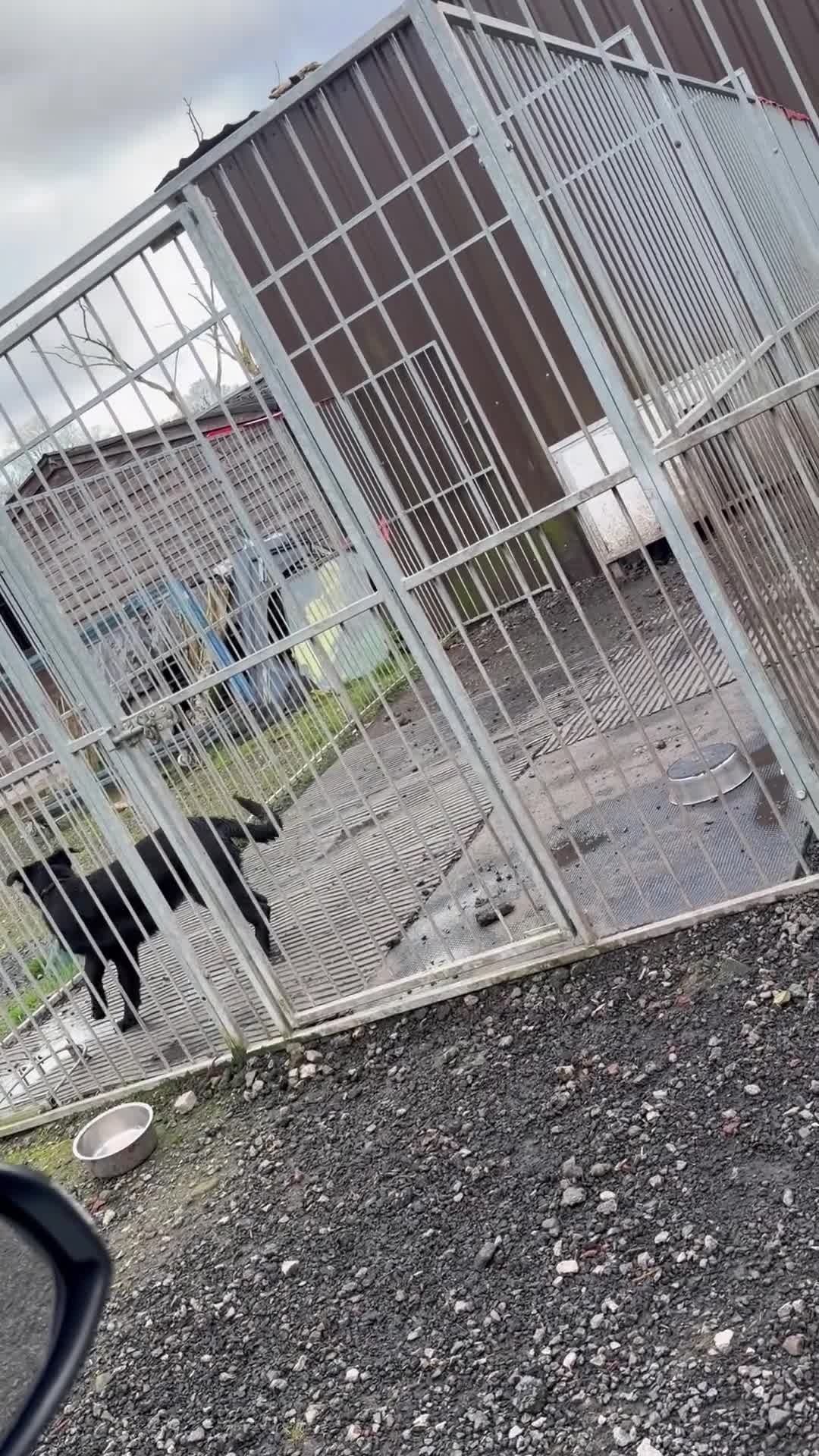 German Shepherd dogs for sale: Beautiful Black DDR LINE KC Reg German Shepherd in Ashton-under-Lyne - Video 2