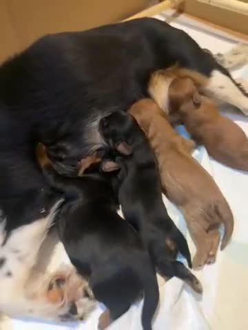 Cavalier King Charles Spaniel dogs for sale: Kc Cavalier King Charles puppies are now reserved - Video 2