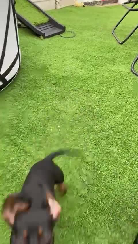 Miniature Dachshund dogs for sale: Stunning Miniature duscuhund  - Video 3