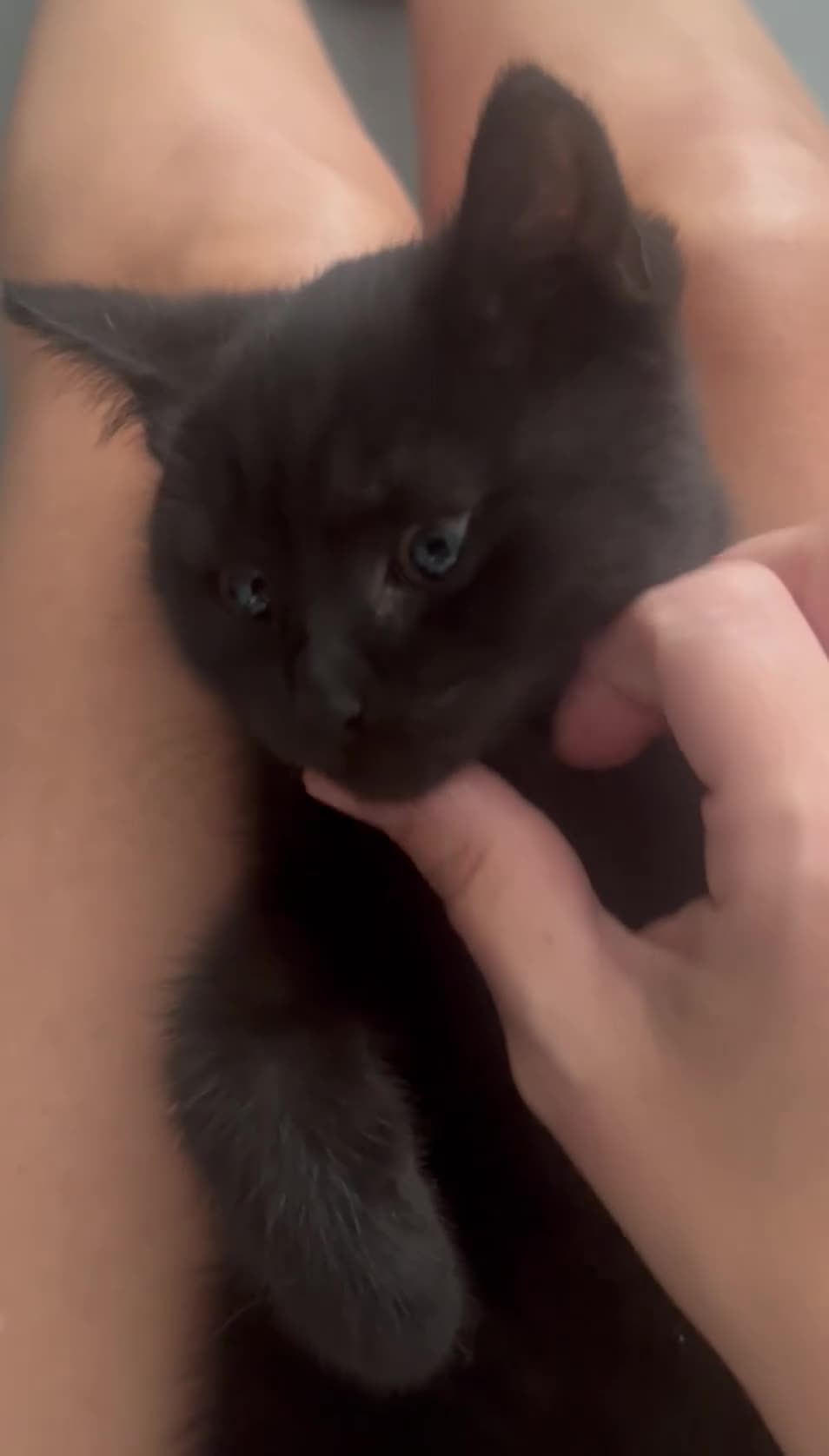 British Shorthair cats for sale: 🐾 Very cute British shorthair Black girl 🐾 - Video 1