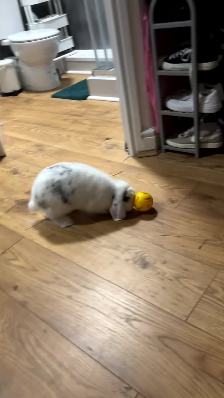 Mini Lop rabbits for sale: Mini lop female for sale 1 year old - Video 2