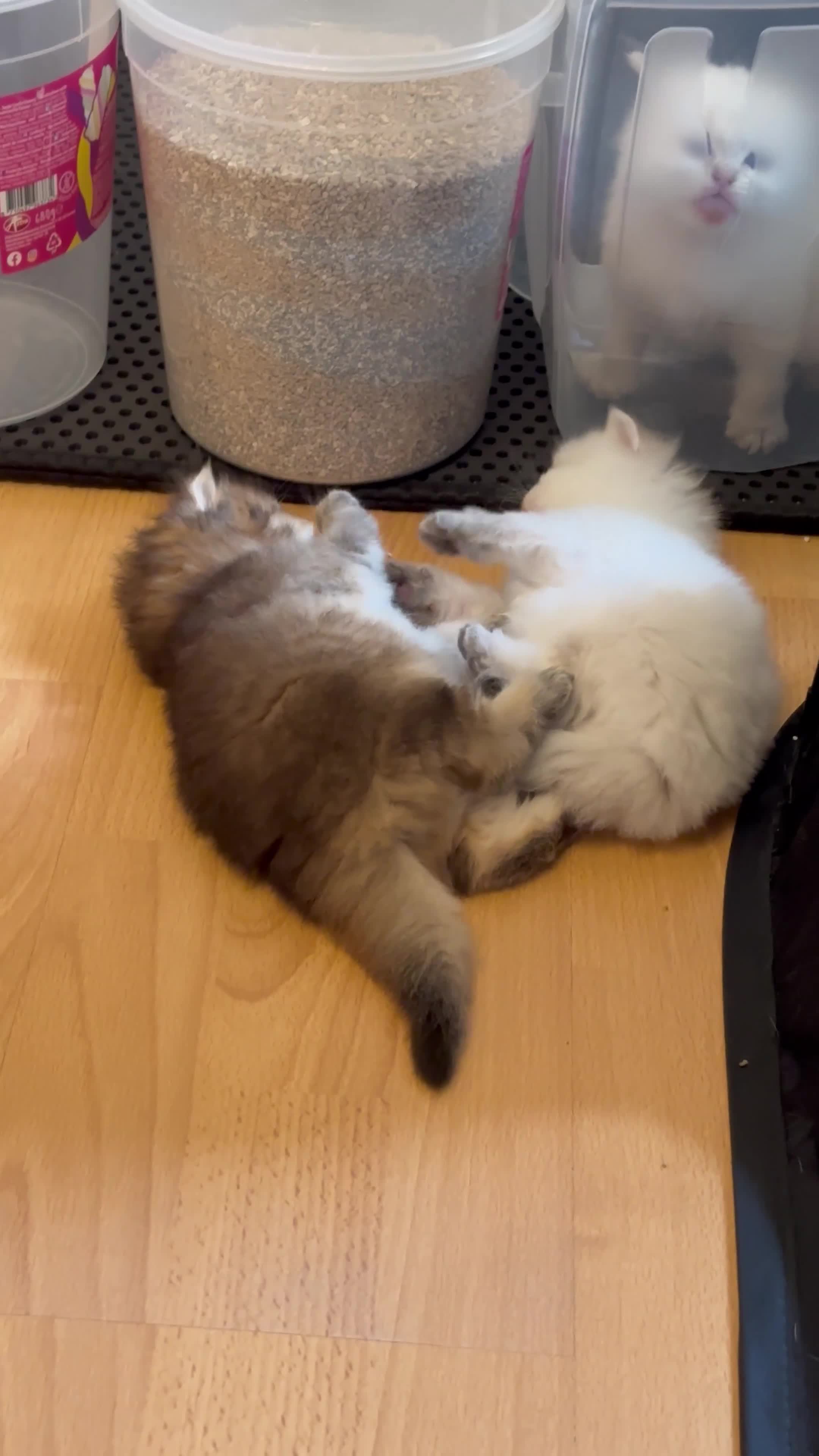 British Longhair cats for sale: Top qualityBritish longhaired kitten white&golden  - Video 1
