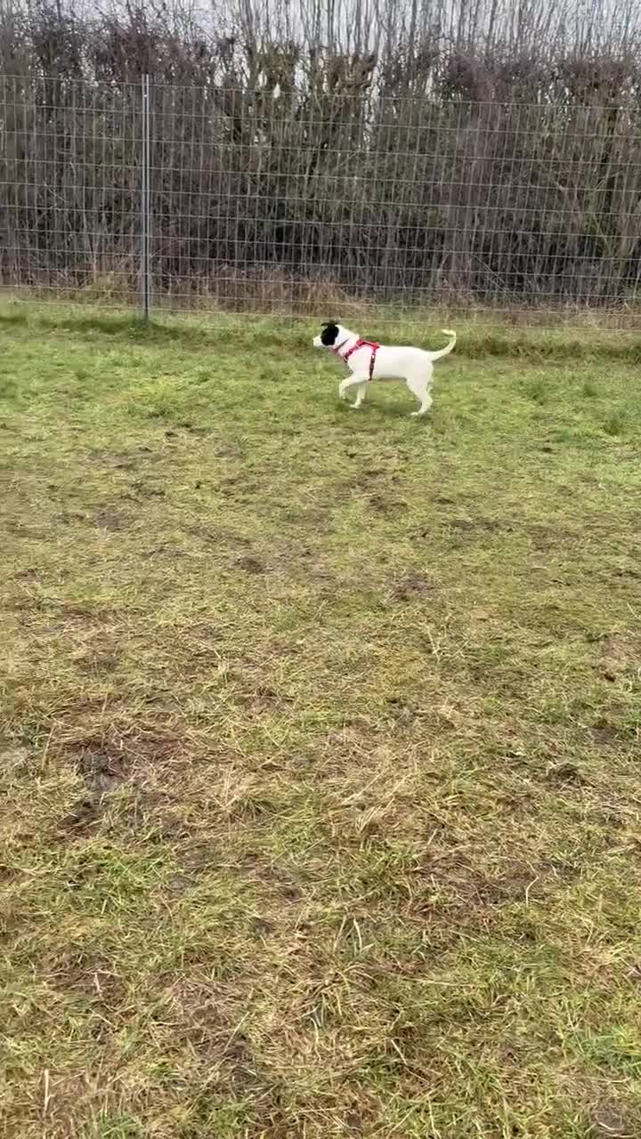 Mixed Breed dogs for adoption: Rupert Duffy, gorgeous 5 mth old Lab cross Pointer - Video 1