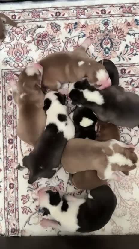 Siberian Husky dogs for sale: Epic Purebred Siberian Huskies - Ready Dec 16th in Treorchy - Video 1