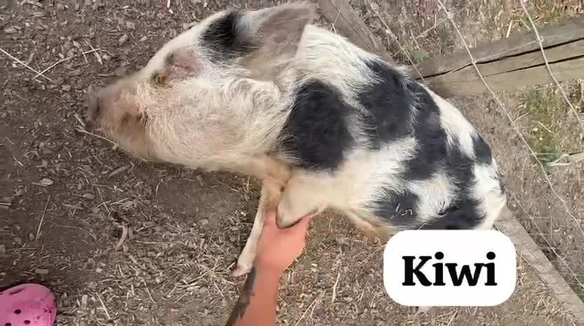 Pig livestock for sale: 💙🥝🐷Beautiful Kiwi the Mini Pig🐷🥝💙 - Video 1
