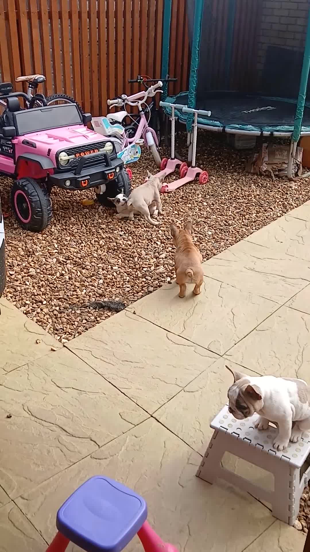 French Bulldog dogs for sale: 3 Beautiful French Bulldog looking for a new home - Video 1