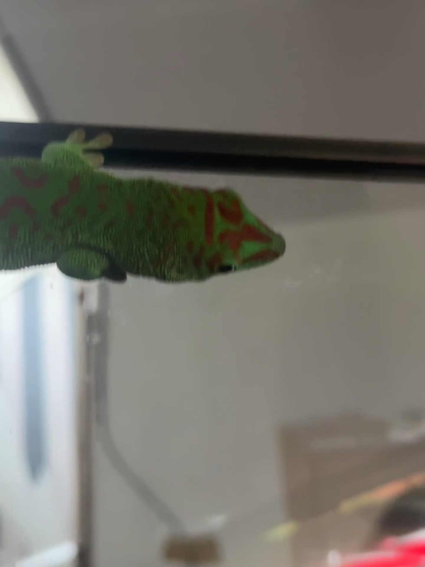 Gecko reptiles for sale: Pair Breeding Giant Madagascan Day Gecko (HighRed) - Video 1