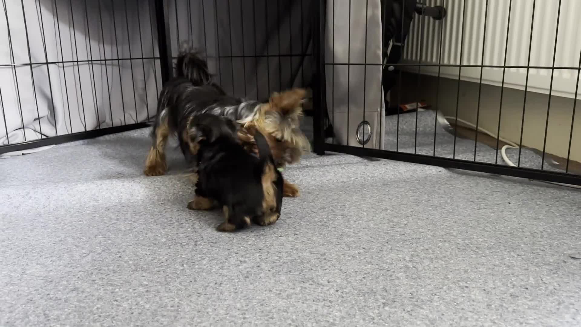 Yorkshire Terrier dogs for sale: KC registered Yorkshire Terrier puppy in Worthing - Video 3