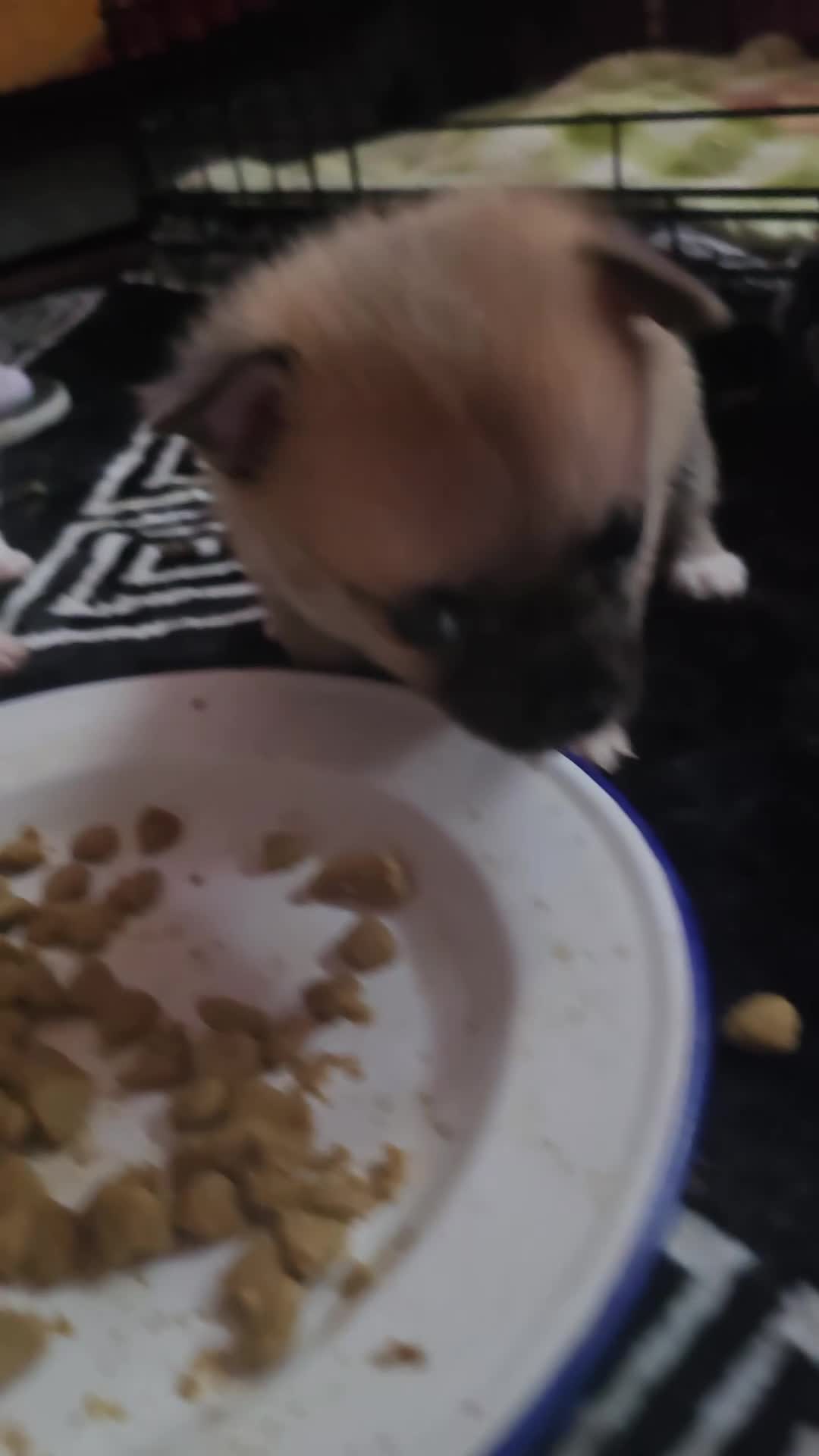 Pomchi dogs for sale: Beautiful Pomchi Puppy's ❤️  - Video 2