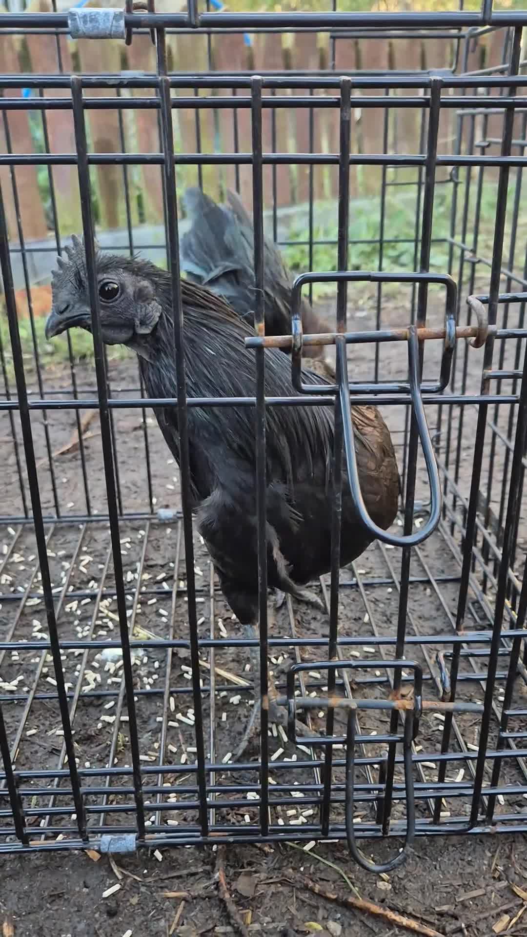 Chickens poultry for sale: Ayam cemani - Video 1