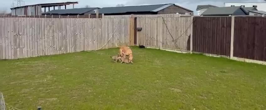 Mixed Breed dogs for sale: Beautiful German Shepard x saluki  - Video 1