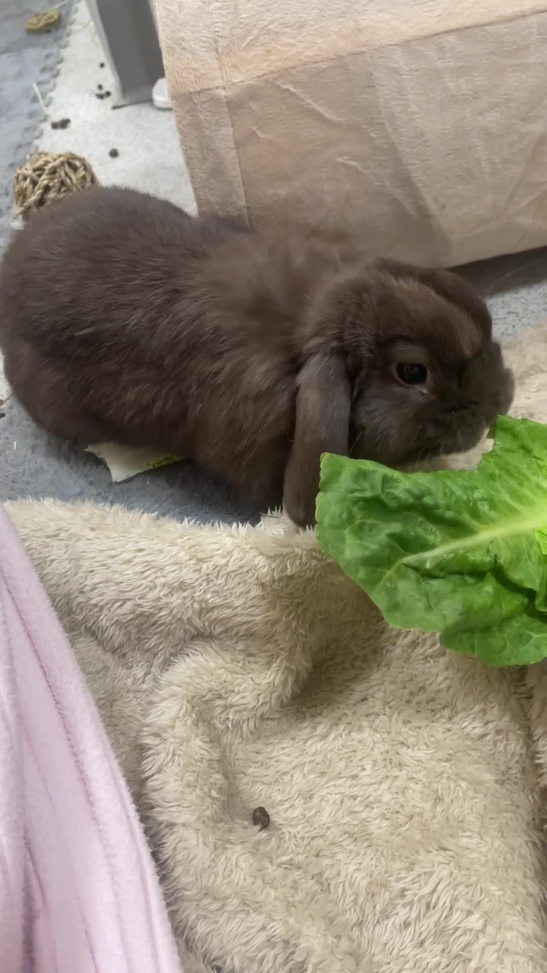 Mini Lop rabbits for sale: 2 bonded mini lops  - Video 3