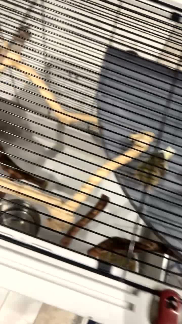 Cockatiels birds for sale: TWO COCKATIEL + cage + food in Leicester - Video 1