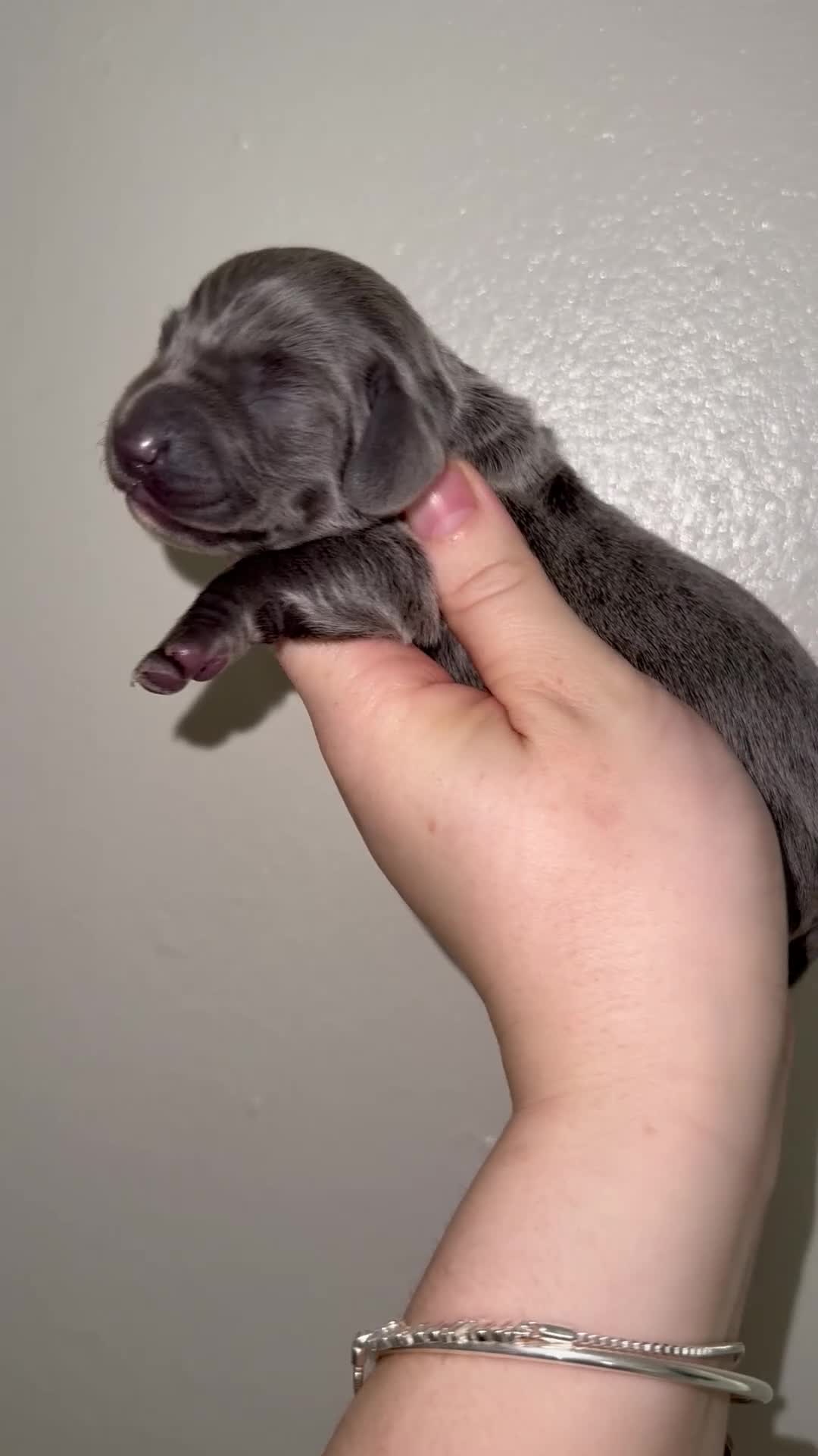 Miniature Dachshund dogs for sale: 6 miniature dachshund pups - Video 5