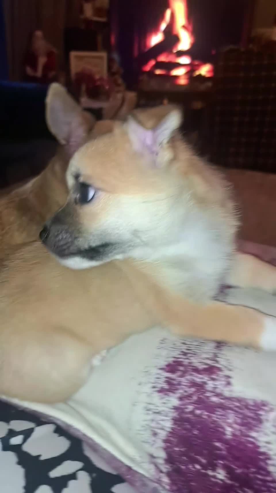 Pomchi dogs for sale: beautiful 5week old pomchi girl puppy  - Video 4