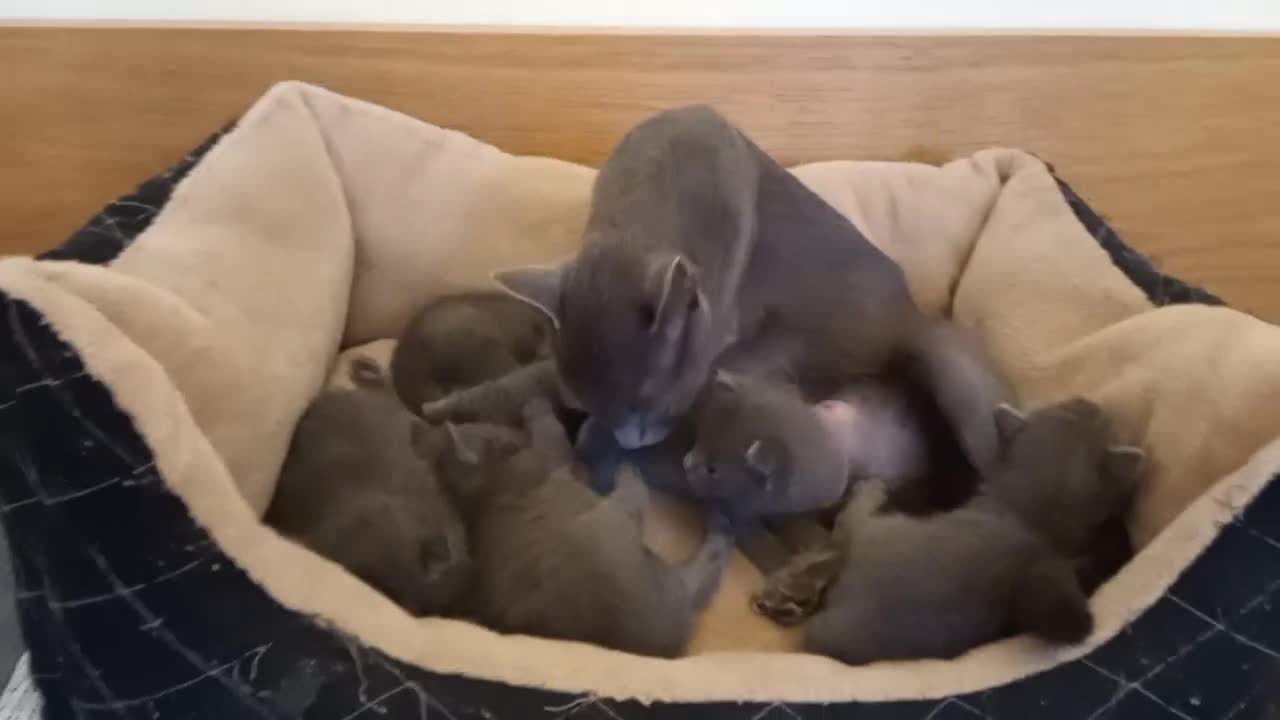 Russian Blue cats for sale: Pure Russian Blue Kittens for sale - 2 Boys 1 Girl - Video 3
