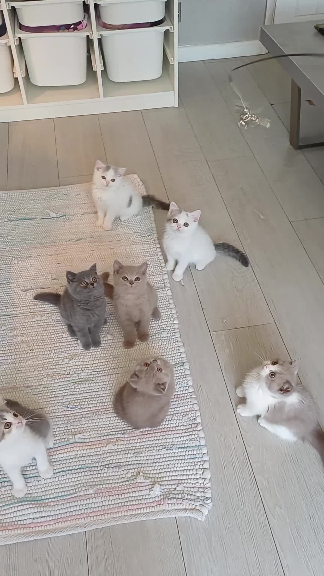 British Shorthair cats for sale: Ready to leave! 🐱 - Video 1