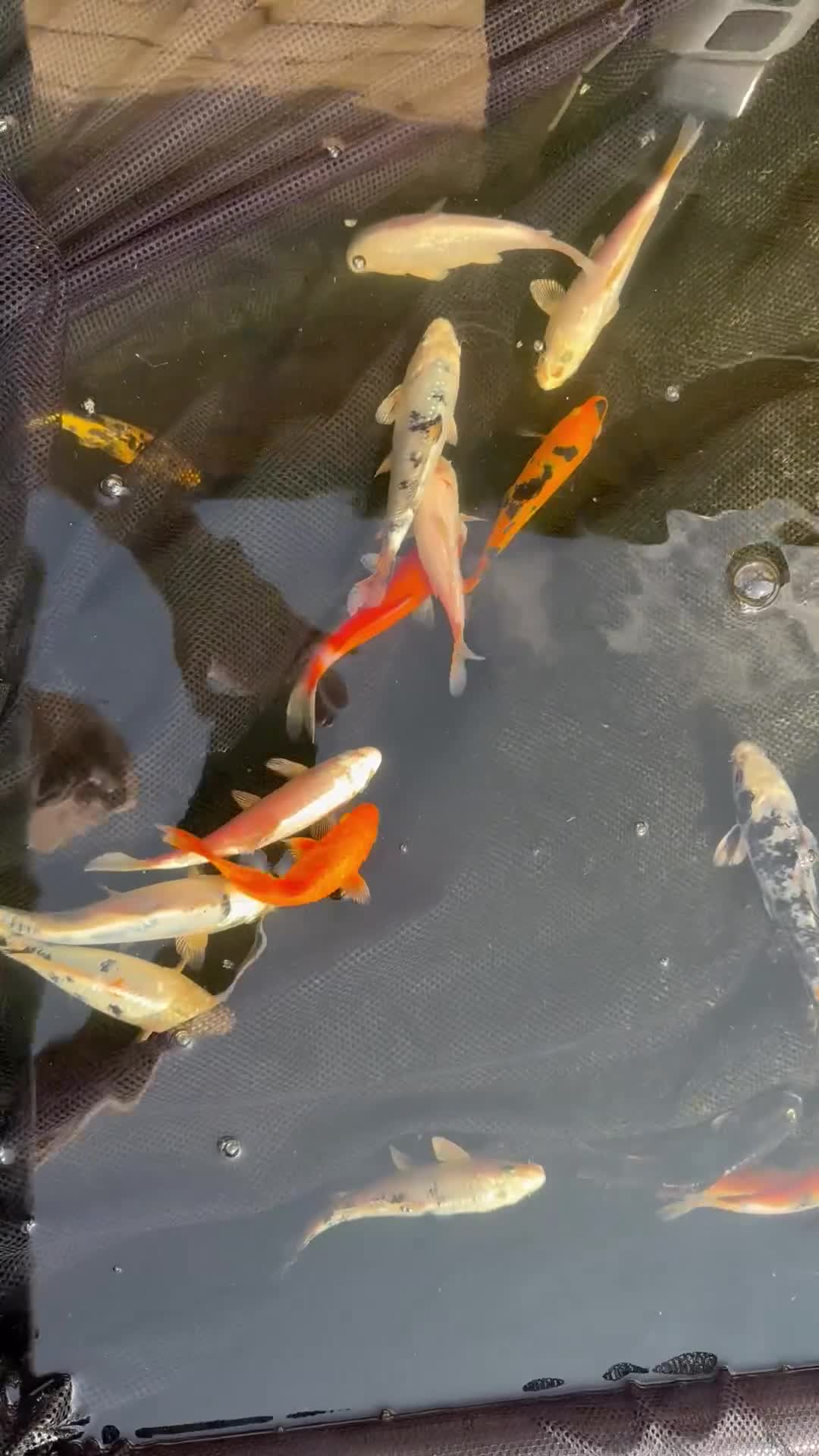 Koi Carp fish for sale: Koi carp - Video 3