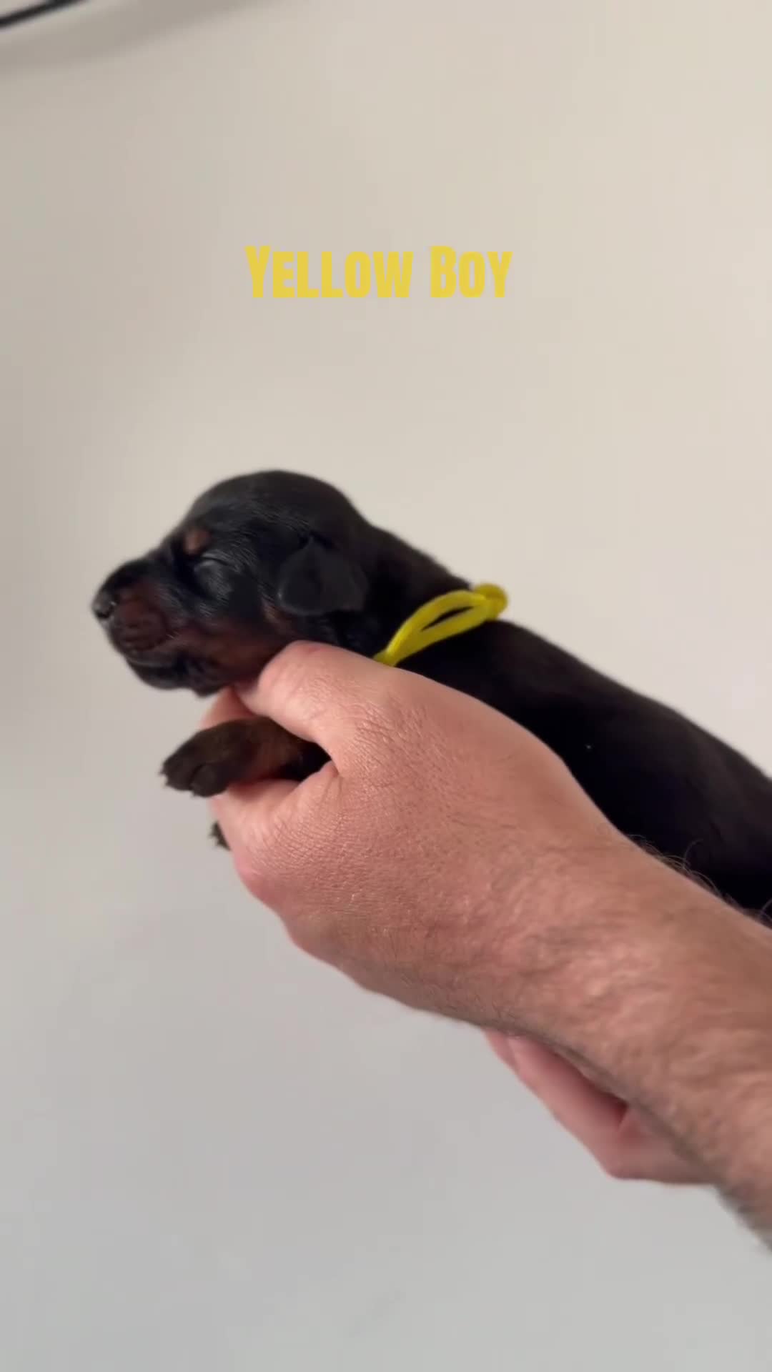 Dobermann dogs for sale:  ✨ A Carefully Planned Litter ✨ - Video 1