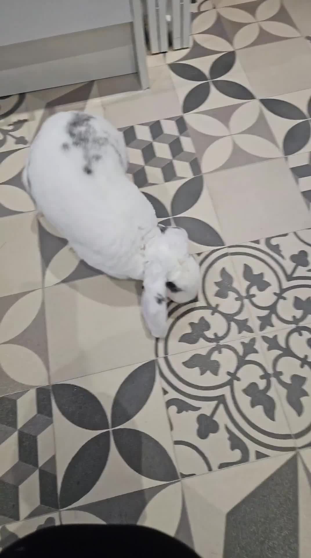 Mixed Breed rabbits for sale: Failed bonding - Beautiful boy needing good home in Buckingham - Video 1
