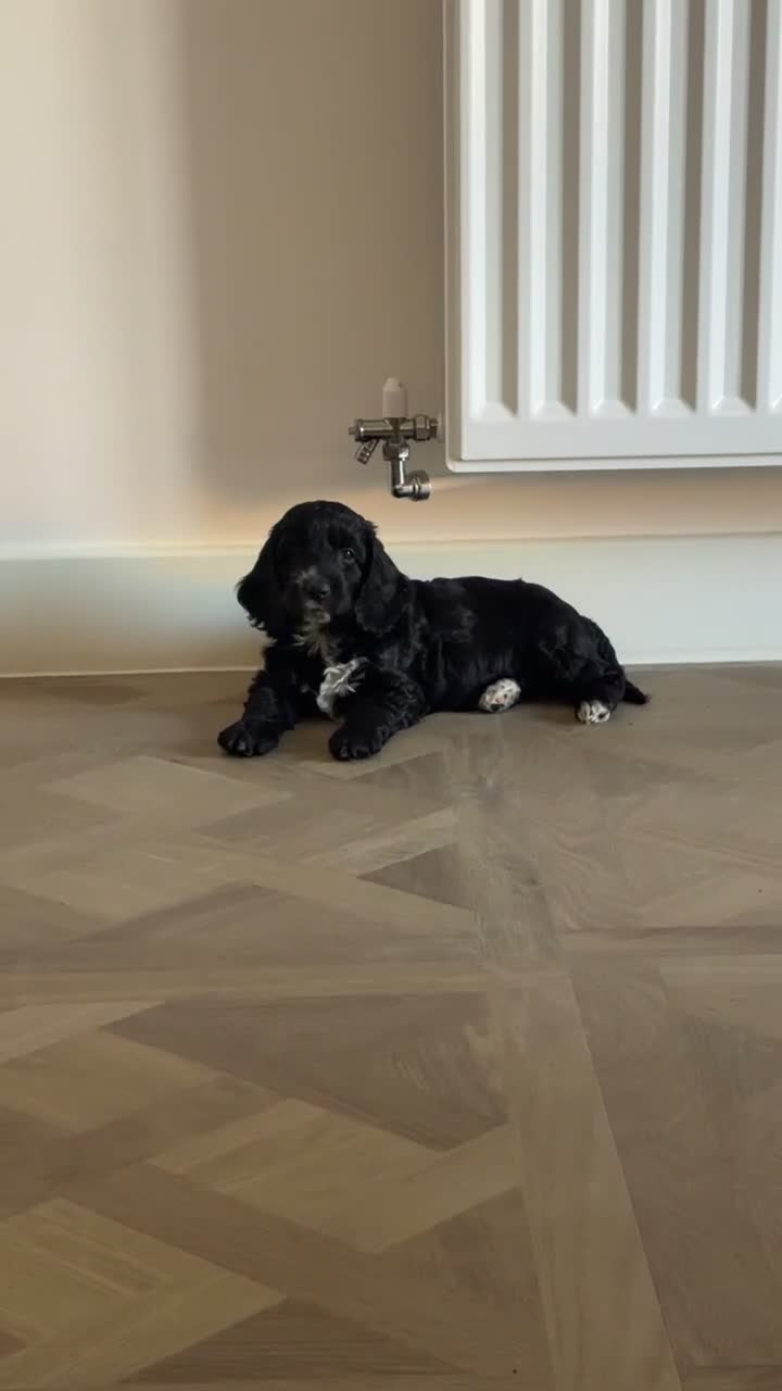 Cockapoo dogs for sale: 2 left! F1 show type miniature cockapoos - Video 1