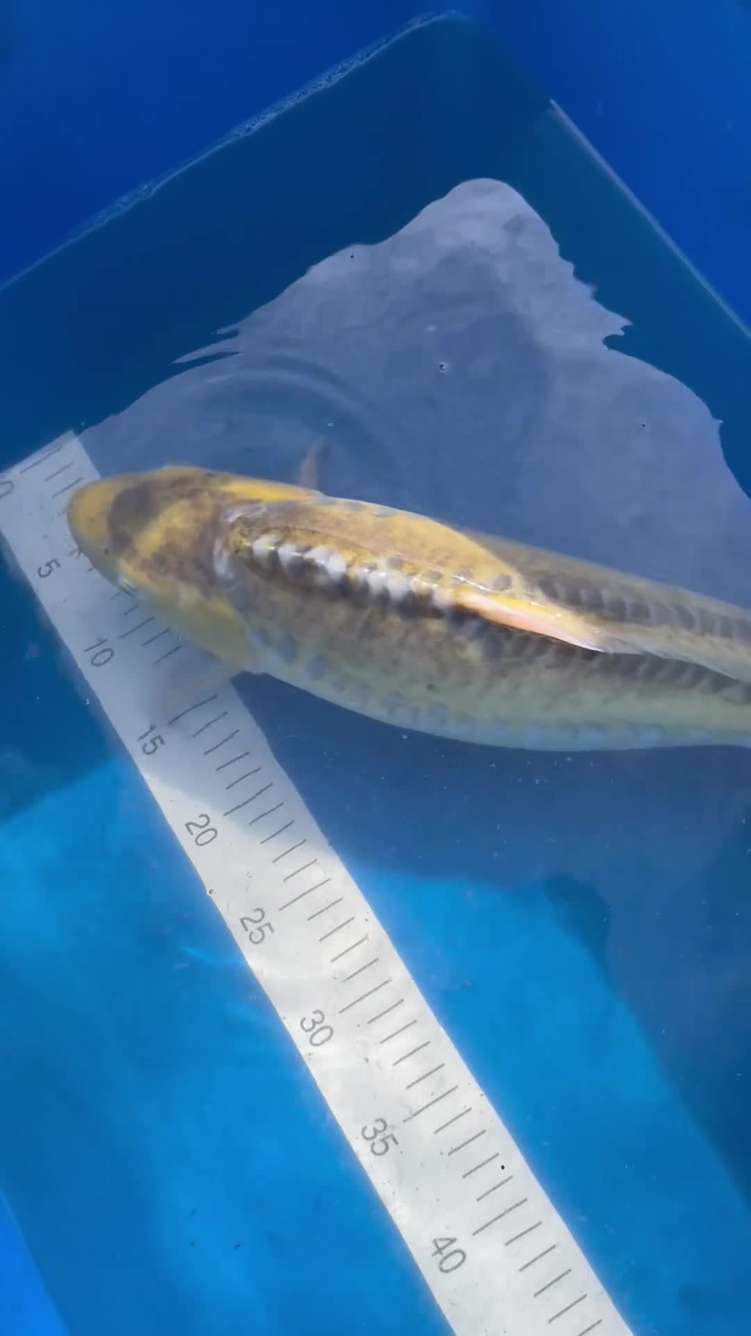 Koi Carp fish for sale: Japanese koi carp for sale  in Birmingham - Video 2