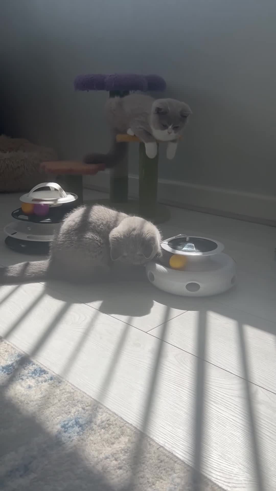 British Shorthair cats for sale: PEDIGREE British Short Hair kittens - Video 1