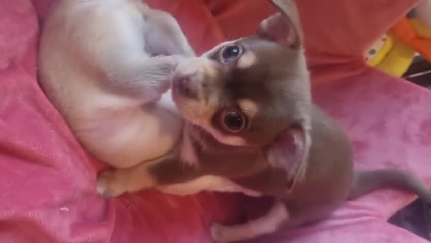 Chihuahua dogs for sale: Gorgeous Smooth coat KC registered chihuahuas - Video 3