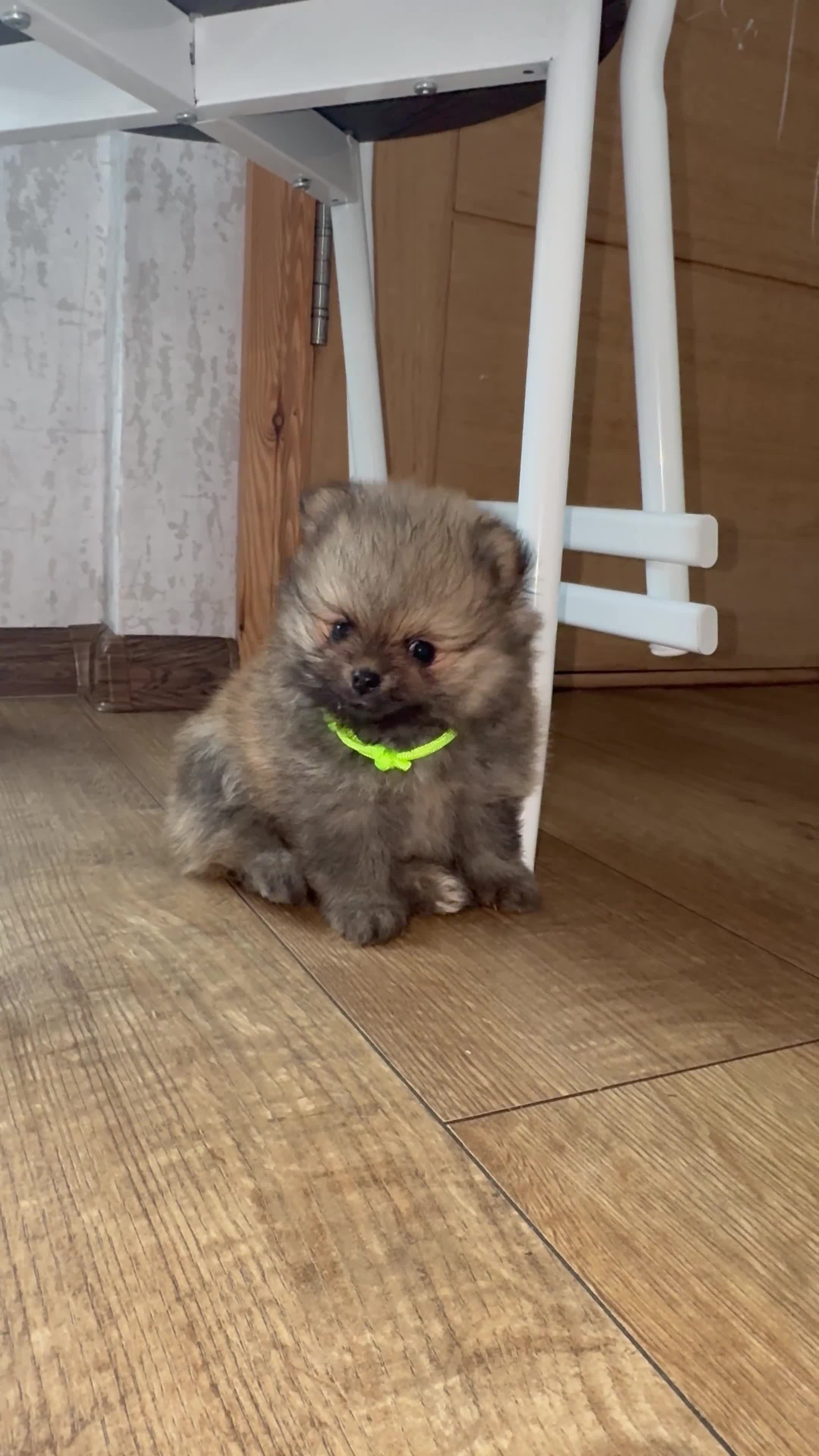 Pomeranian dogs for sale: EXTRA SMALL POMERANIAN GIRLS - Video 3
