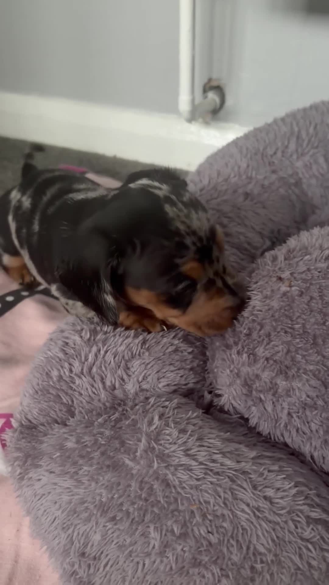 Dachshund dogs for sale: 2 boy Miniture dashund puppies for sale  - Video 3