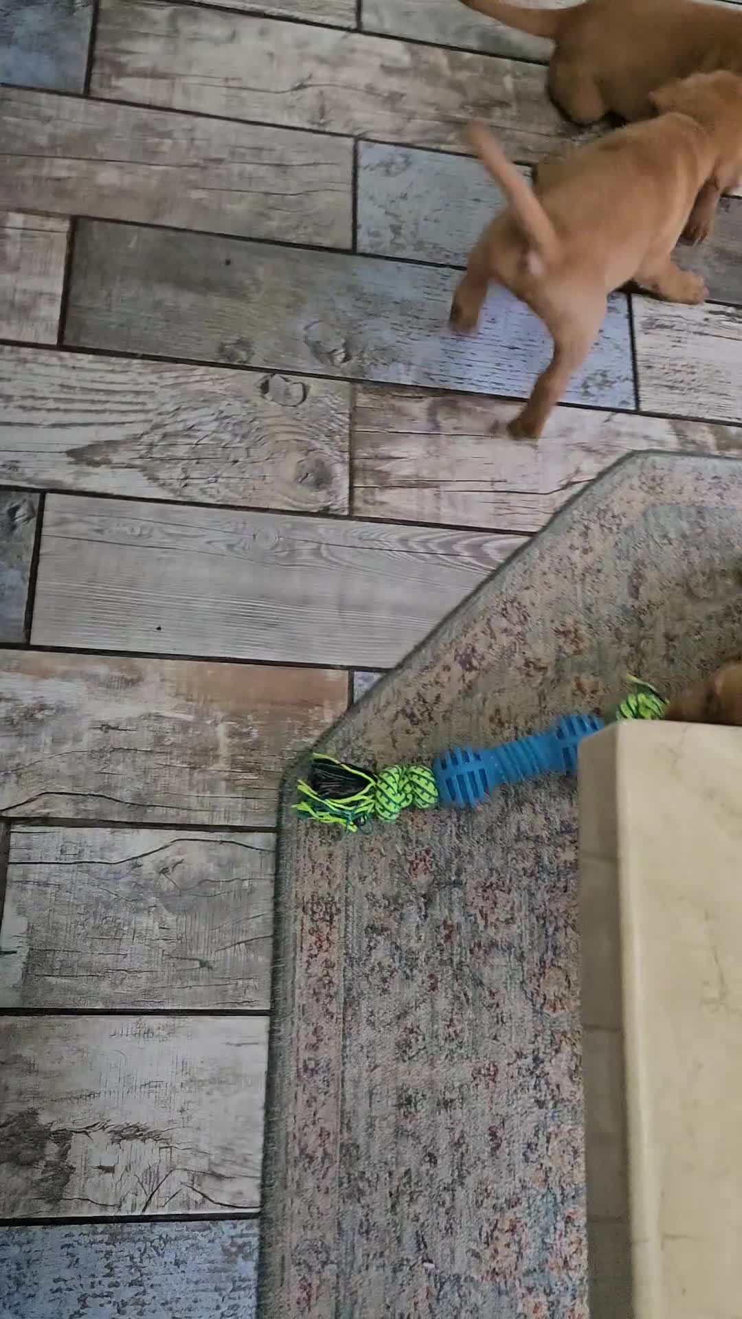 Labrador Retriever dogs for sale: Red Fox Labrador . Ready to Leave 😘 - Video 1