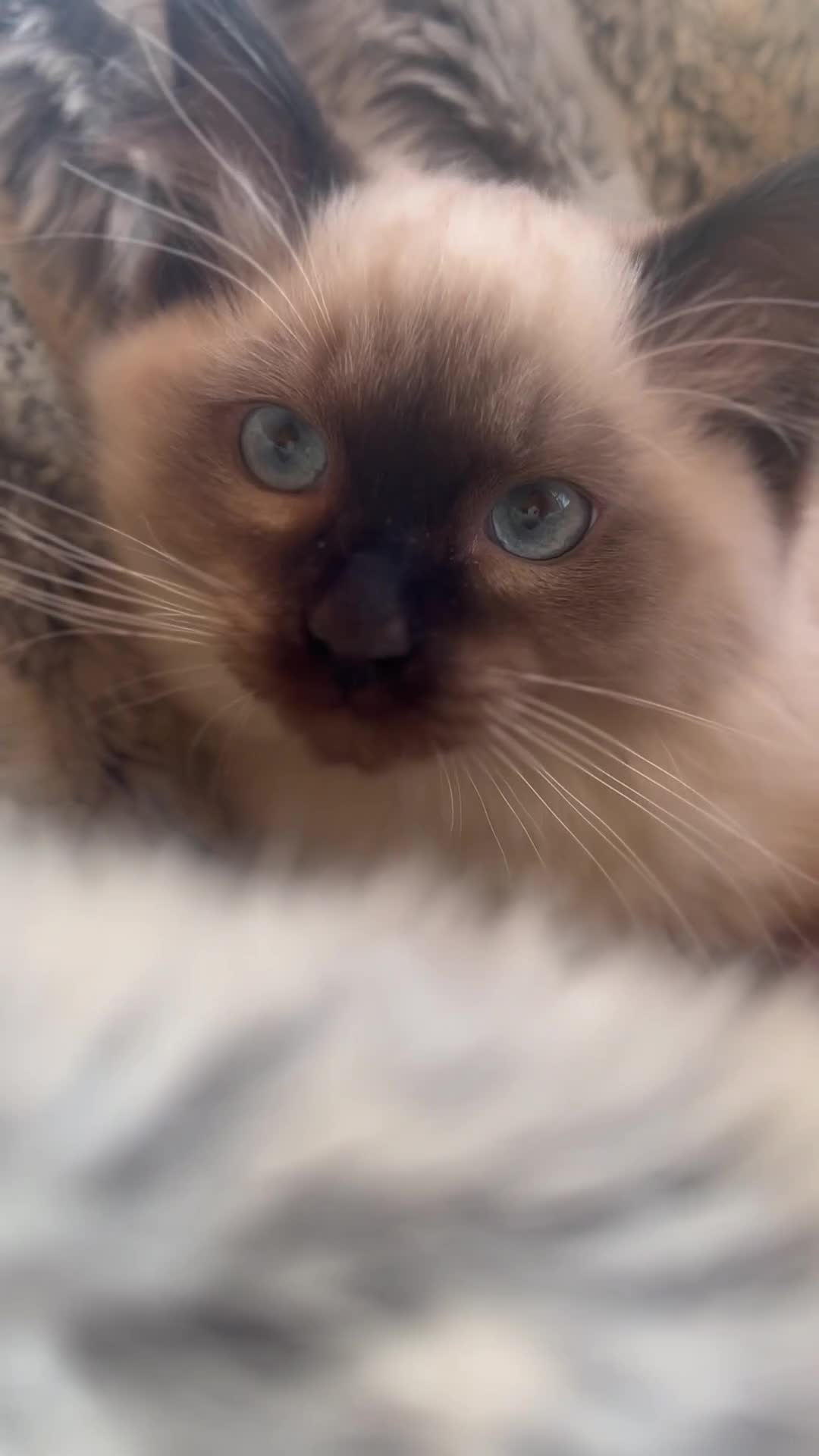 Ragdoll cats for sale: 5 STUNNING RAGDOLL KITTENS AVAILABLE NOW - Video 1