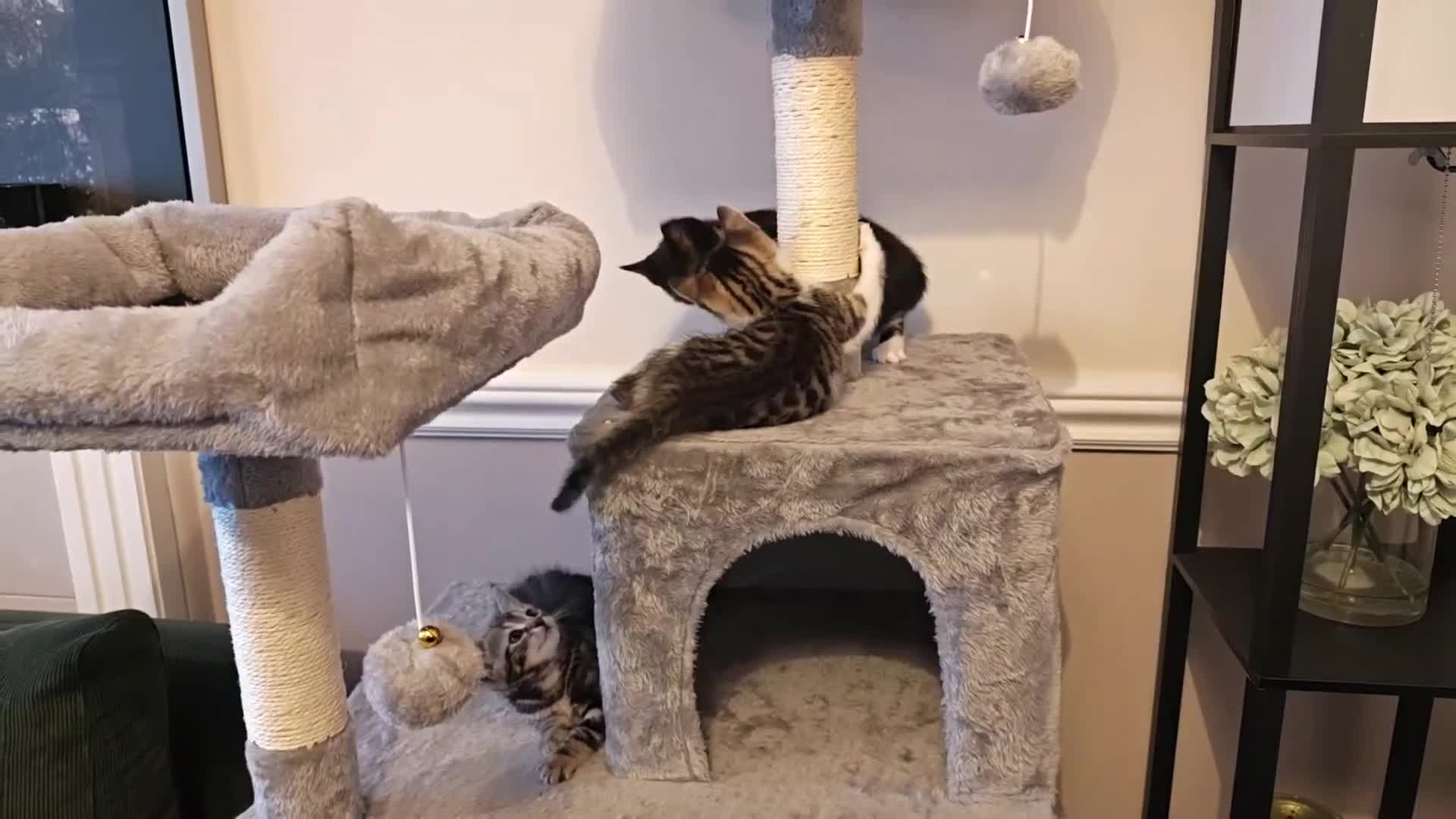 Mixed Breed cats for sale: Bengal Marble & British Shorthair  - Video 2