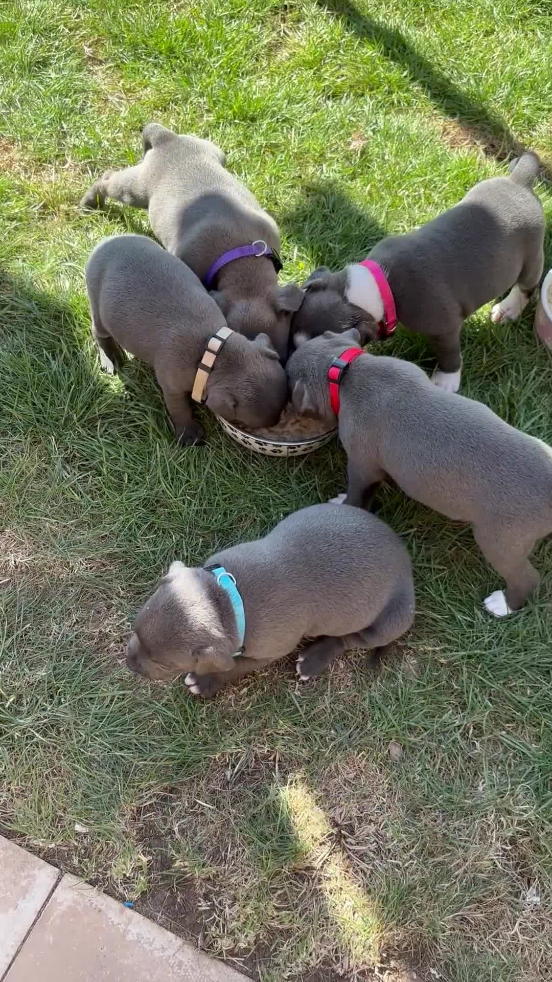 Staffordshire Bull Terrier dogs for sale: Staffordshire Bull Terrier pups x2 beautiful girls - Video 2