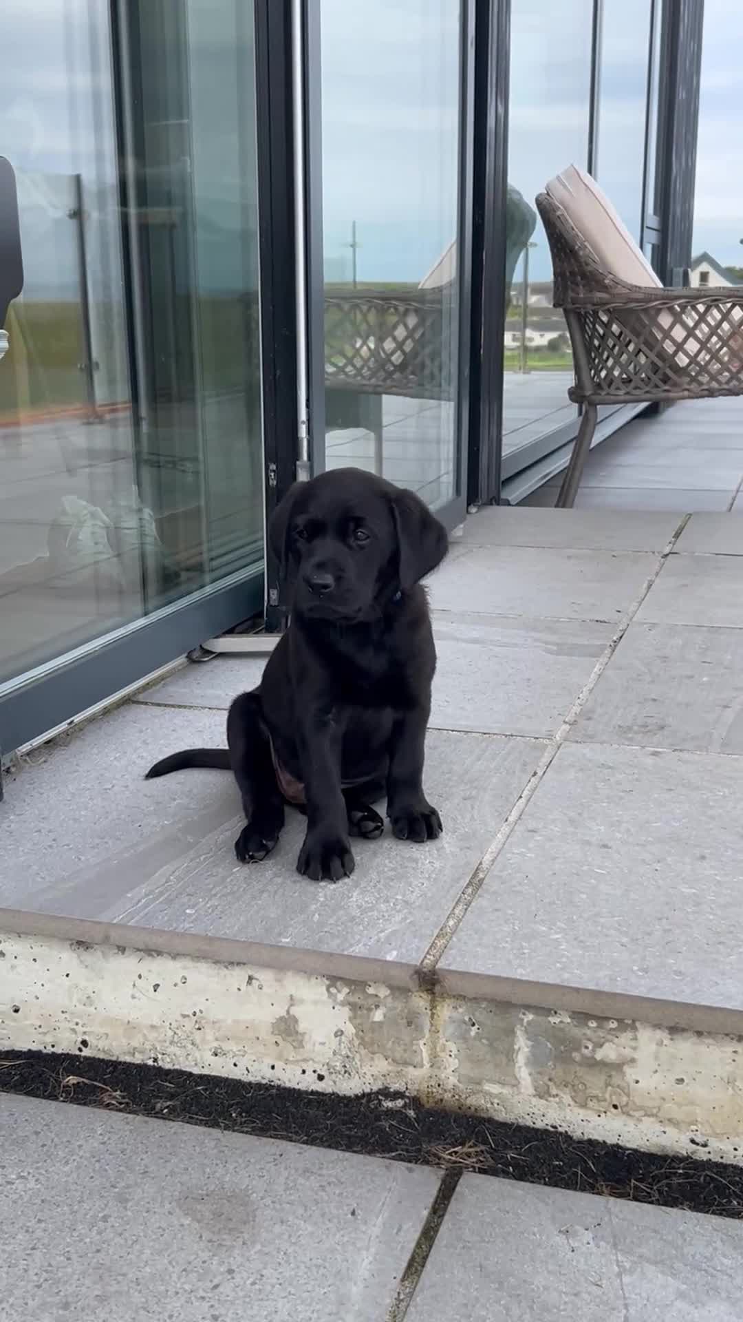 Labrador Retriever dogs for sale: Beautiful KC registered Labrador Pups - Video 3