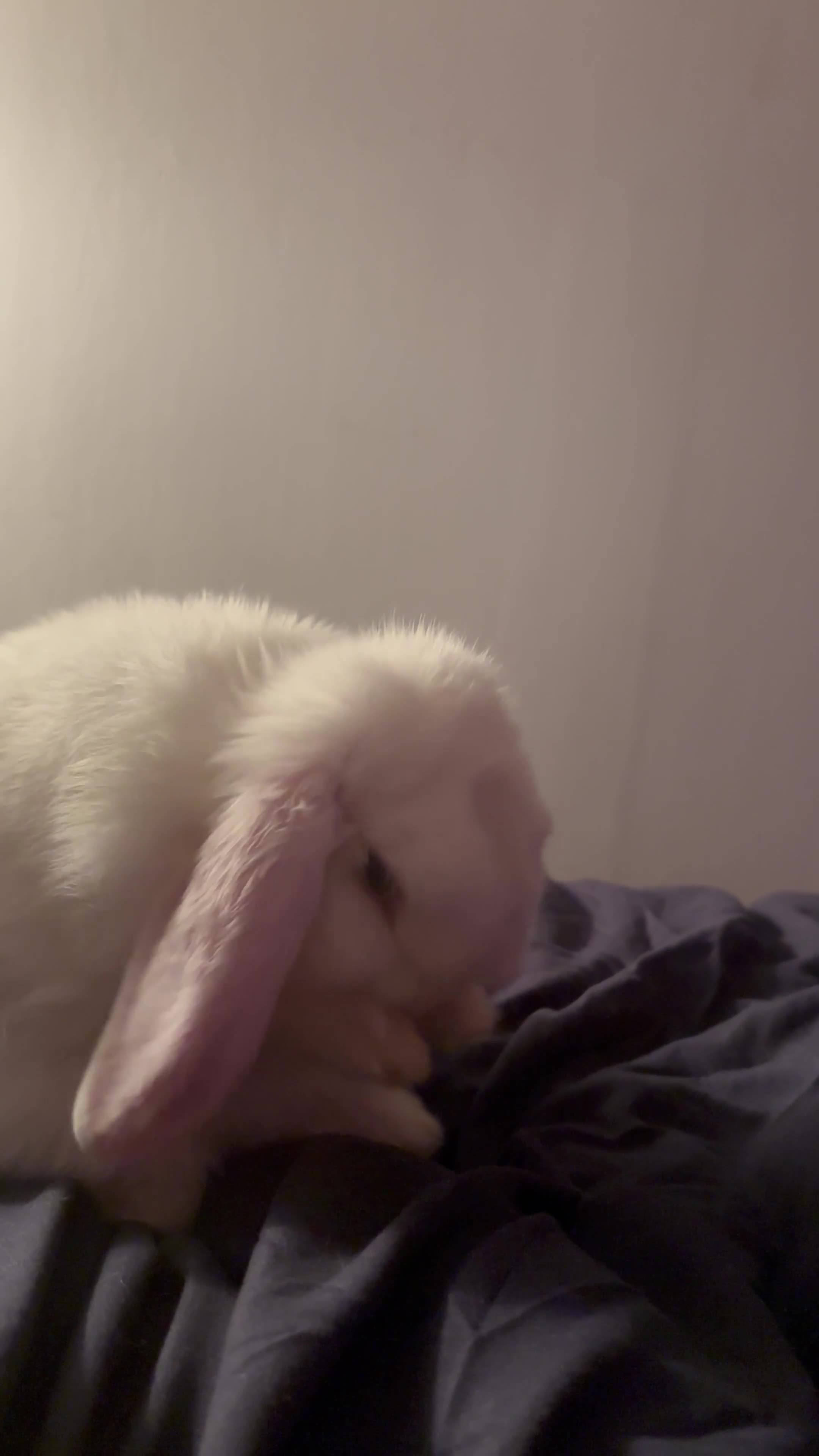 Mini Lop rabbits for sale: Selling the sweetest mini lop and supplies in Salford - Video 1