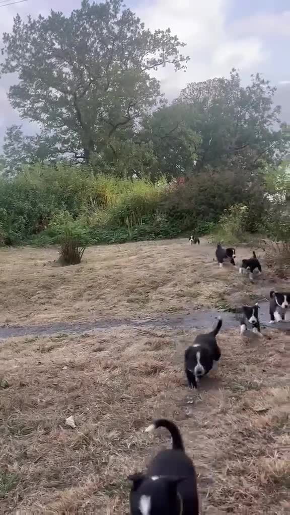 Border Collie dogs for sale: Stunning Border Collie Puppies in Llandovery - Video 2