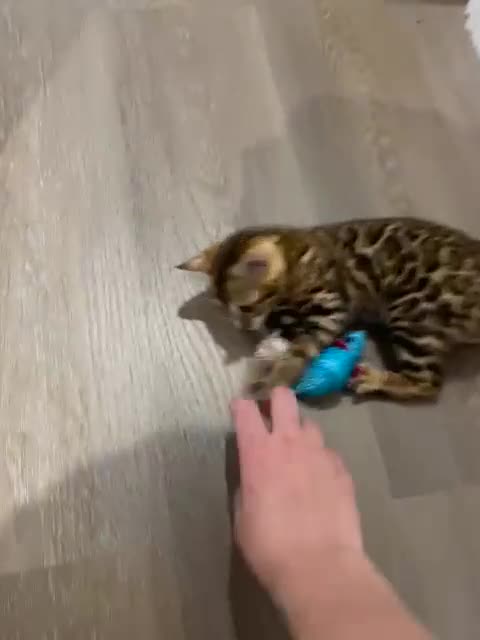 Bengal cats for sale: Female - Video 2