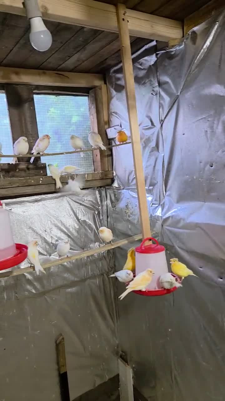 Canaries birds for sale: Huddersfield  - Video 1