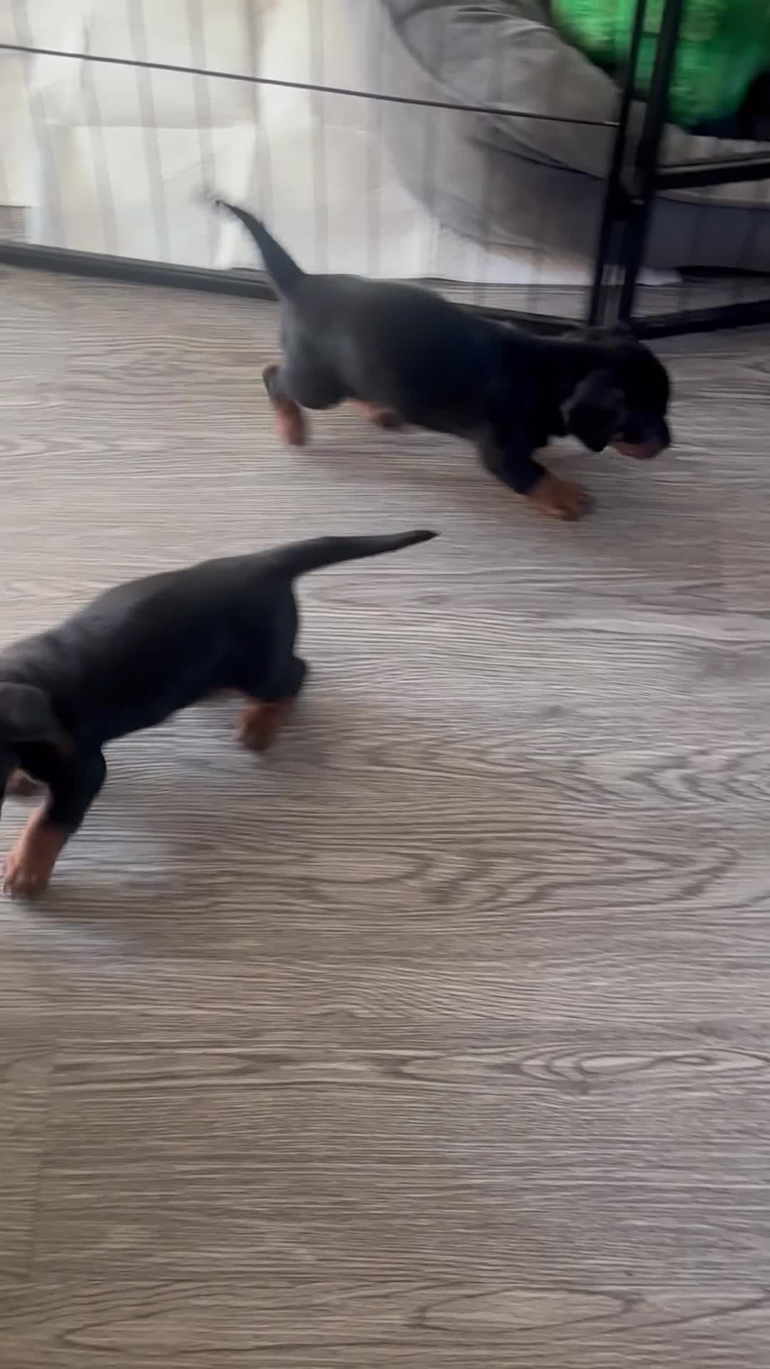 Dachshund dogs for sale: Miniature dachshund  - Video 1