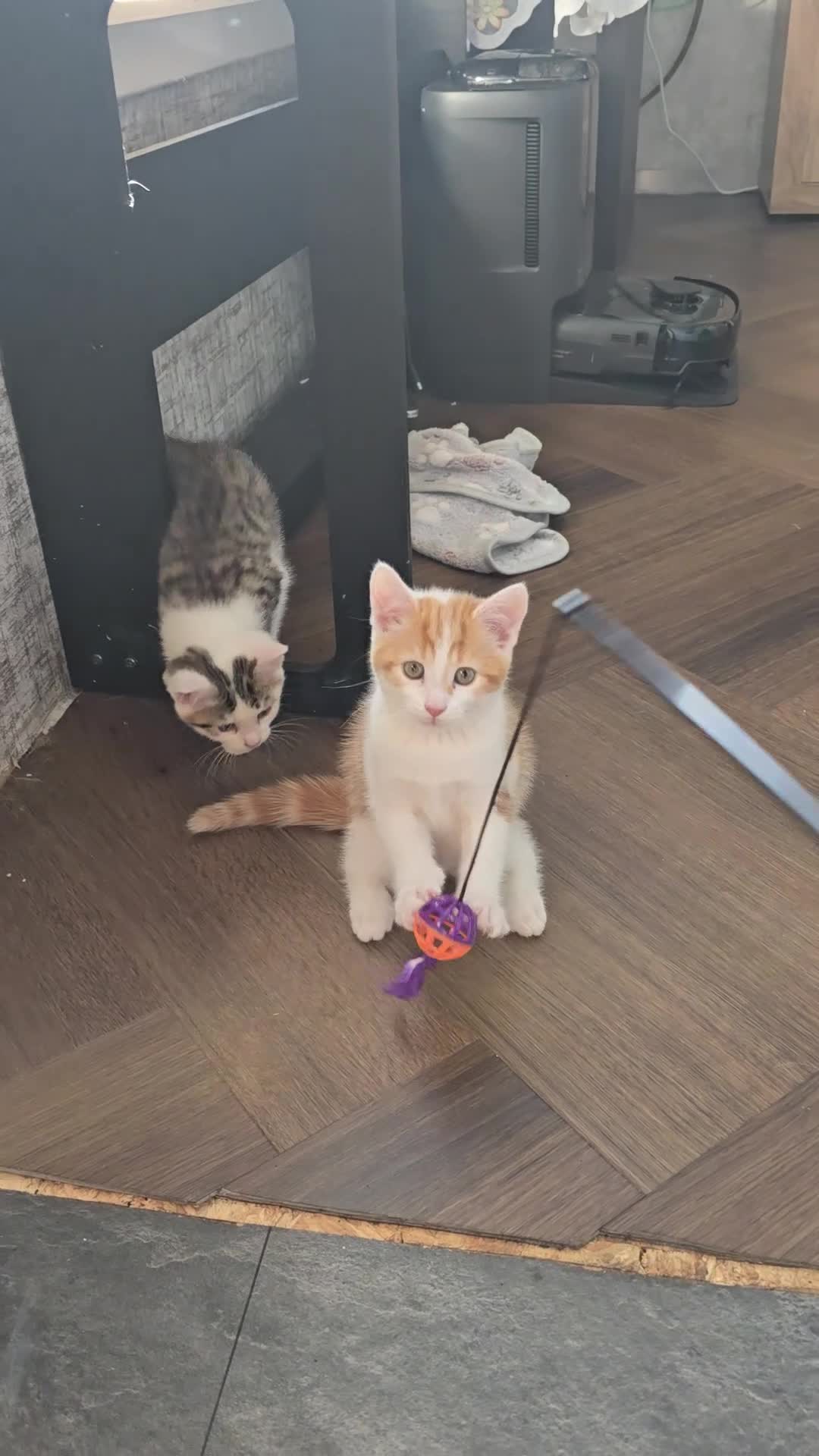 Mixed Breed cats for sale: OFFER! Beautiful playful kittens  - Video 1