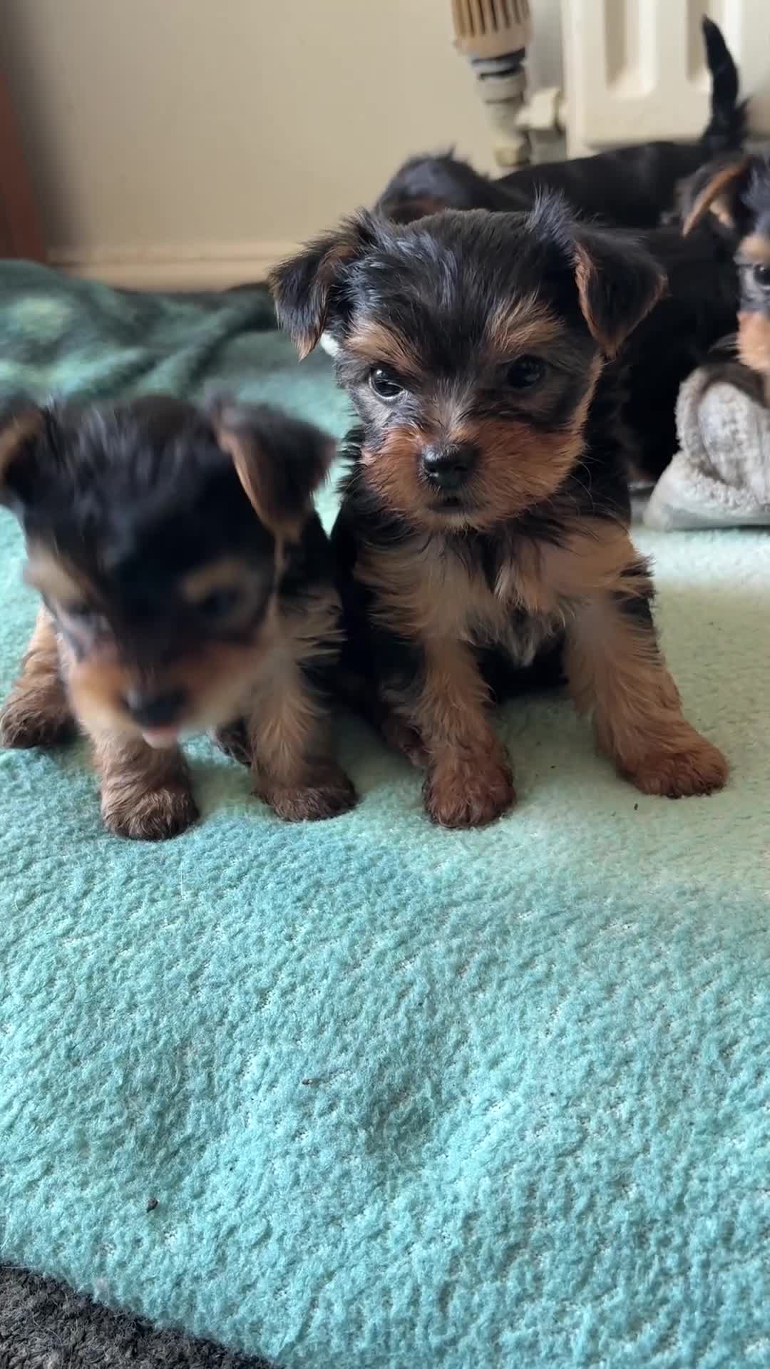 Yorkshire Terrier dogs for sale: Adorable yorkshire terrier puppies in Boston - Video 4
