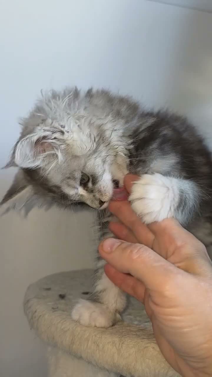 Maine Coon cats for sale: Maine Coon beauty,  Pure Pedegree  - Video 1