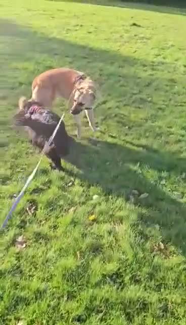 Mixed Breed dogs for adoption: Ruby for adoption in Hastings - Video 3