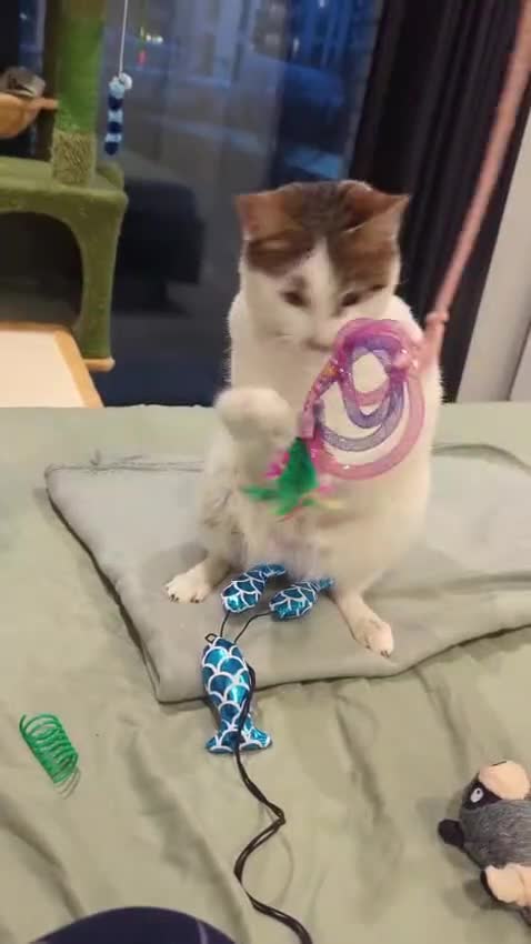 Mixed Breed cats for adoption: ANAKIN -HAPPY WITH DOG - CUDDLY- NEUTERED - - Video 2