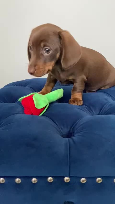 Miniature Dachshund dogs for sale: TURE MINIATURE DACHSHUND  - Video 1