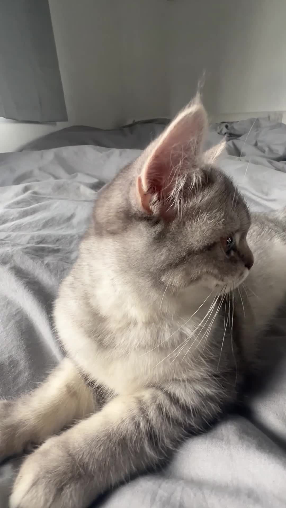 Persian cats for sale: Stunning female Persian kitten available now in Nelson - Video 1